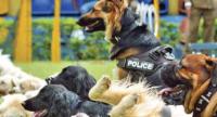 Police K9 For School Drug Checks